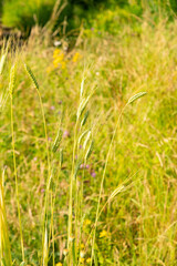 Obraz premium Emmer or Triticum Dicoccon plant in Zurich in Switzerland 16.6.25