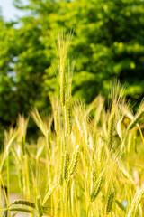 Emmer or Triticum Dicoccon plant in Zurich in Switzerland 16.6.25