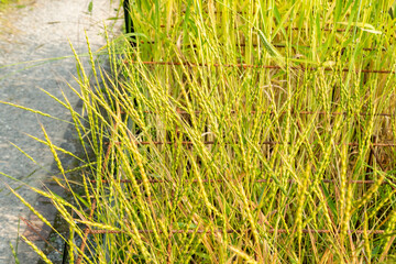 Aegilops Ventricosa plant in Zurich in Switzerland 16.6.25