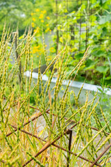 Aegilops Ventricosa plant in Zurich in Switzerland 16.6.25
