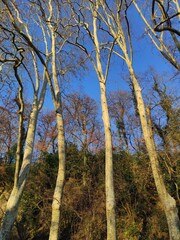 Pau, sud ouest, forêt automnale