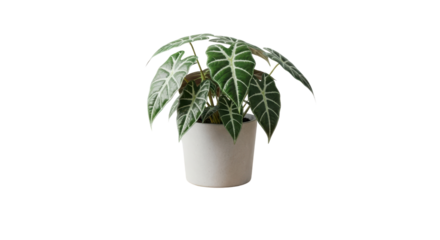 Alocasia plant in a ceramic pot isolated PNG with Transparent Background