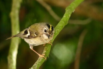 Golden-Crowned Bird Perched on a Branch in a Natural Green Environment