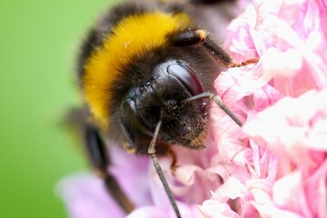 Close-Up of a Bumblebee on a Pink Flower in a Garden