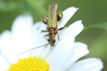 Close-Up of Colorful Beetle Resting on a White Daisy in Natural Light