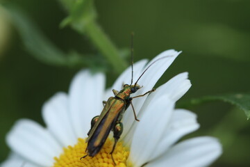 Close-Up of Colorful Beetle Resting on a White Daisy in Natural Light