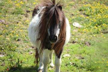 Portrait of a Mini Horse in a Sunny Field with Yellow Flowers
