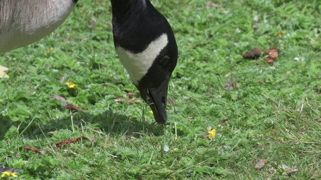 Canada Goose (Branta canadensis) grazing on a lawn in a public park. July, Kent, UK [Slow motion x5]