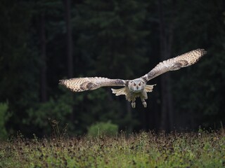 bird of prey