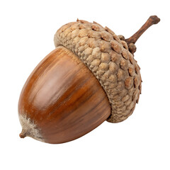 Brown Acorn With Textured Cap And Stem isolated on a transparent background oak nut