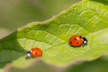 Ladybug walking on green leaf in springtime sunlight