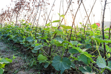 Young cucumber plants are growing in the fields, and the soft, warm morning sunlight shines through the fresh, beautiful green leaves.