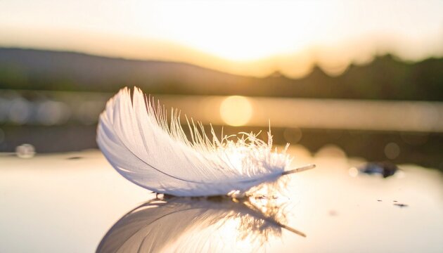 feather on the beach