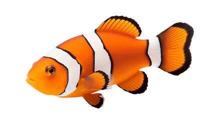 Vibrant Clownfish Isolated on white Perfect for Aquatic Designs, Ocean Themes, and Education
