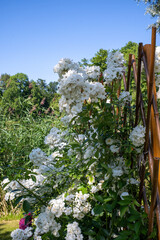 cherry tree in bloom