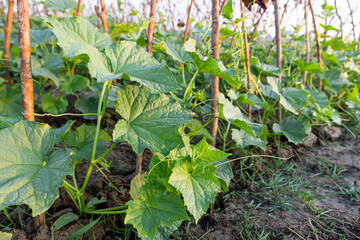 Cucumber plants are growing neatly in an outdoor farm.