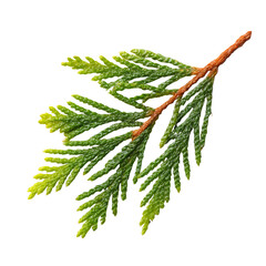 Christmas tree branch isolated on white or transparent