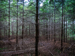 Fichten im Mischwald