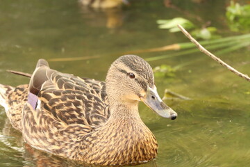 female mallard duck