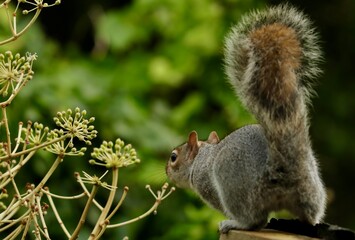 Grey Squirrel Perched on Wood with Vibrant Green Background and Ivy Plant