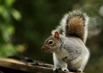 Close-Up of a Gray Squirrel Perched on a Wooden Fence in Nature
