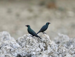 blue winged blackbird