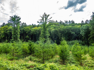 Wiederaufforstung im Mischwald im Sommer