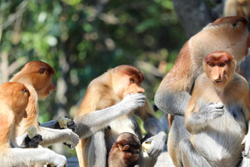 Proboscis Monkeys in Their Natural Habitat Feeding in a Group