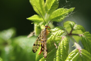 Close-Up of a Scorpionfly Resting on Green Leaves in Sunlight