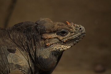 Close-Up Portrait of a Rhinoceros Iguana in Natural Lighting