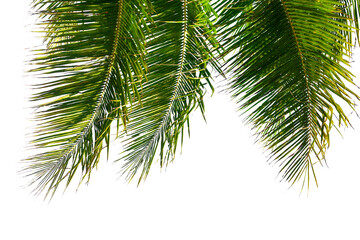 Palm tree leaves texture white background isolated closeup, coconut palm leaf decoration, green palm branch frame, exotic foliage pattern, design element for tropical island, sea beach, summer holiday