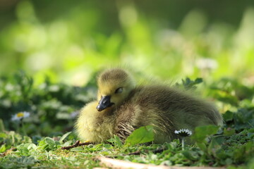 Fluffy Yellow Gosling Resting on Grass on a Sunny Day