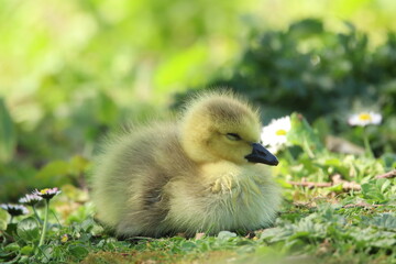 Fluffy Yellow Gosling Resting on Grass on a Sunny Day