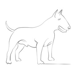 One continuous line drawing on white isolated background. Minimalism linear illustration. pet, dog, animal, bull terrier, puppy, terrier, cute, mammal