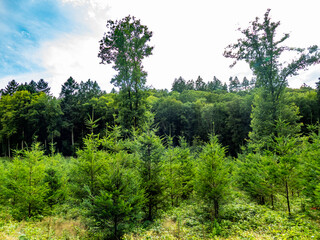 Obraz premium Wiederaufforstung im Mischwald im Sommer