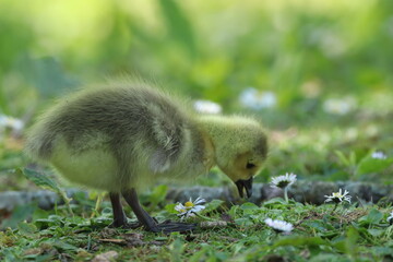 Adorable Fluffy Gosling Standing on Grass In Natural Sunlight Outdoors