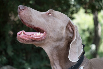 Weimaraner dog sitting calmly on a grassy field, alert and elegant with its typical grey coat. A loyal hunting breed known for its intelligence and poise.