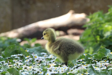Adorable Fluffy Gosling Standing on Grass In Natural Sunlight Outdoors