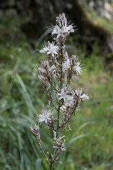 Close-up of a delicate wild white flower in natural light, surrounded by soft green tones and...