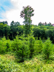 Fototapeta premium Wiederaufforstung im Mischwald im Sommer