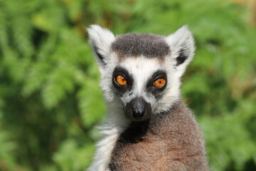 Portrait of a Ring-Tailed Lemur in a Natural Green Habitat