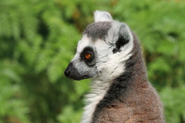 Portrait of a Ring-Tailed Lemur in a Natural Green Habitat