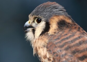Close-Up Portrait of a Small American Kestrel Bird in Nature