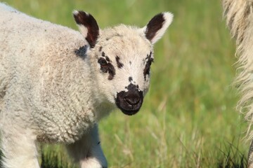 Fototapeta premium Close-Up of a Young Lamb with Spotted Face in a Green Field