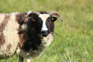 Close-Up of a Black and White Sheep with Curved Horns in Nature