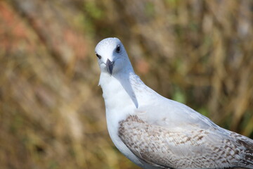 Close-Up Shot of a Seagull Against Natural Blurry Background