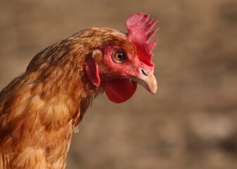 Close-Up Portrait of a Red Hen Against a Blurred Background