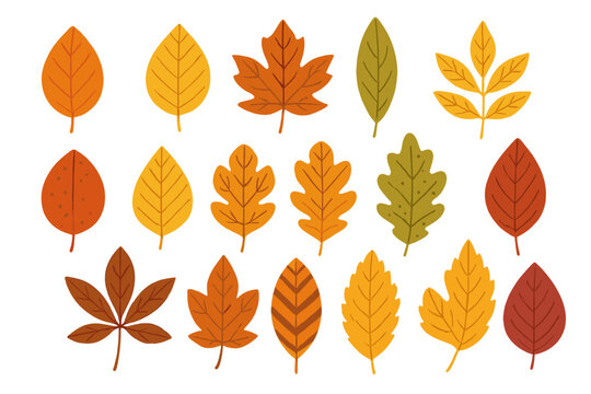 Collection of autumn leaves vector illustrations. Set of diverse fall foliage shapes and patterns. Orange, yellow, red seasonal icons for nature themed design projects.