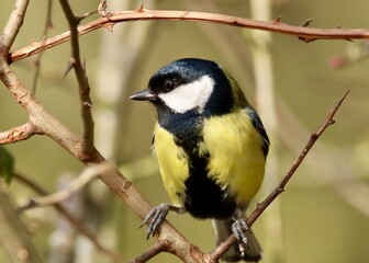Close-Up of a Vibrant Yellow and Black Bird Perched on a Spring Branch