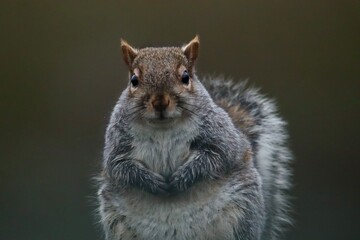 Close-Up of a Grey Squirrel in a Natural Outdoor Setting